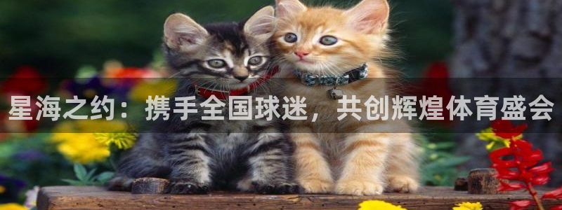 风速体育